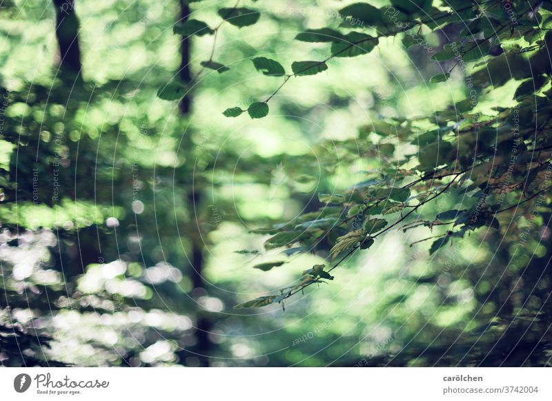 forest atmosphere Forest Twigs and branches green Nature blurred Forest flair bokeh