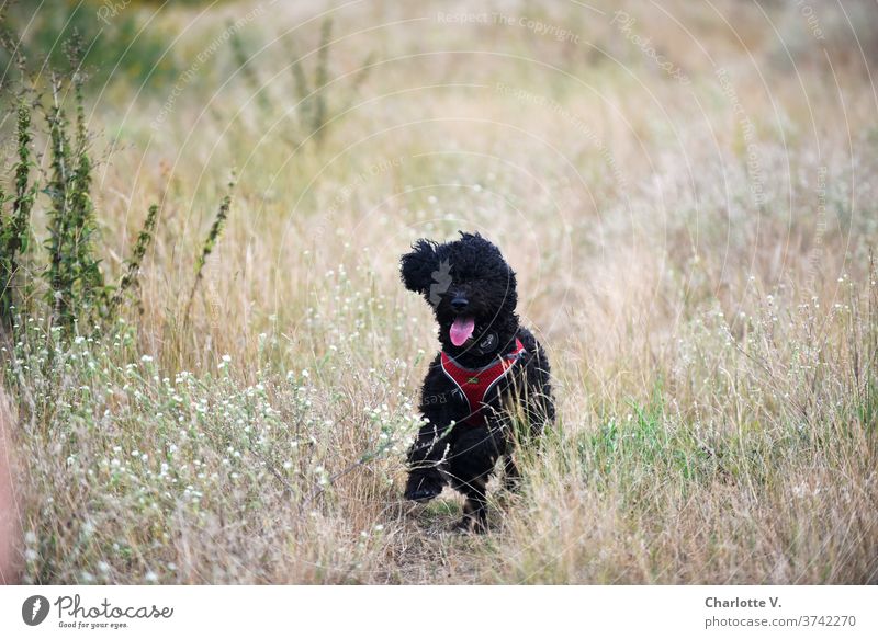 The Wild Hilde Dog Walking Animal Pet Mammal Exterior shot Colour photo To go for a walk Nature Animal portrait Meadow Grass Day Summer Cute Tongue show tongue