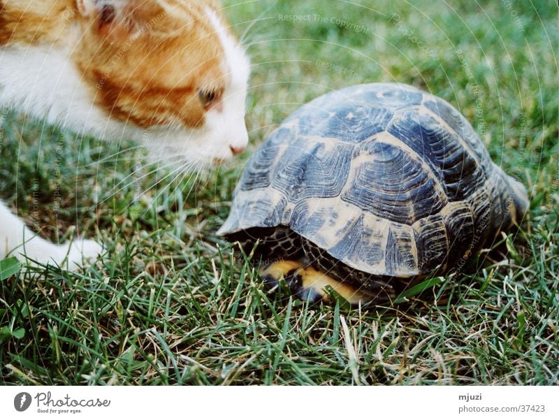 Kaplumpaha Curiosity Cat Turtle Odor Don't stir me up. Caution Friendship? thick shell protective shield lurk danger