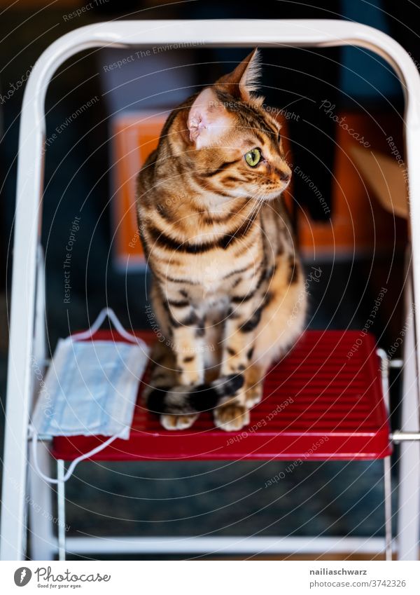 bengal cat Close-up Colour photo Innocent Idyll Mysterious Love of animals Self-confident Soft already Cute Curiosity Elegant Looking Observe Bengali Cat Animal