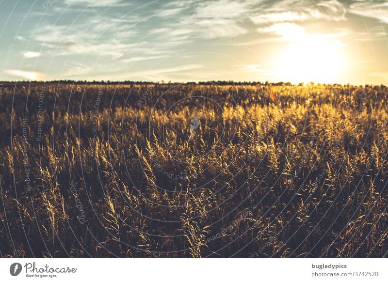 Field in the setting sun. Meadow at sunset. grasses Grain Grain field Evening sun evening sunlight Sunset Sunbeam Sunlight sunlight rays evening mood Summer