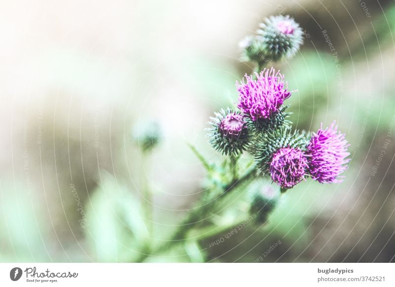 Purple thistle against a green blurred background. Thistle Thistle blossom purple Purple Flower purple blossom prickles Thorny thorns bleed flowers Plant Nature