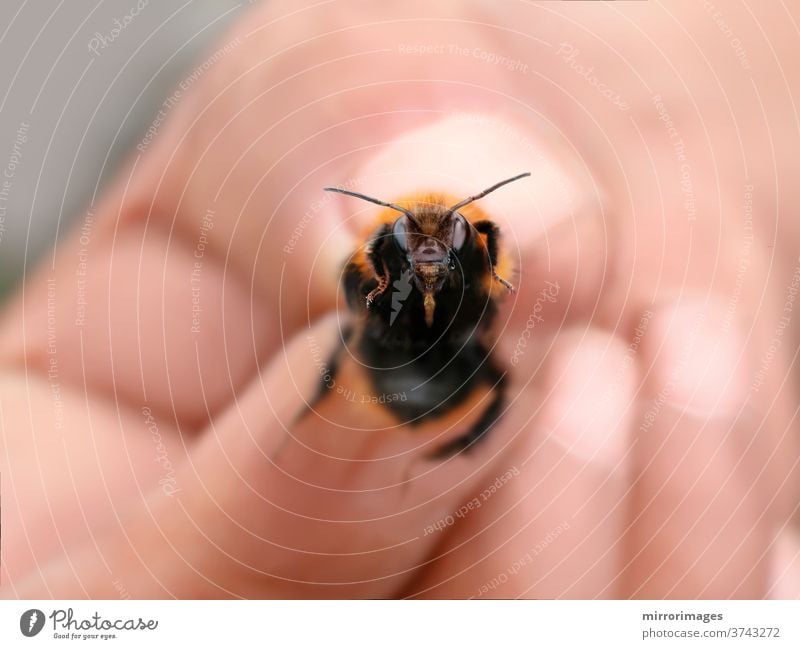 holding a bumblebee with fingers garden bumblebee flower nature green insect white summer beauty fly black macro yellow animal closeup nectar hand human spring