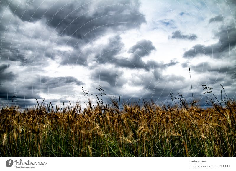 How about a grain, or maybe a wheat? Grain field Cornfield Ear of corn Agriculture Exterior shot Environment Nature Field Summer Clouds Sky Landscape Wheat