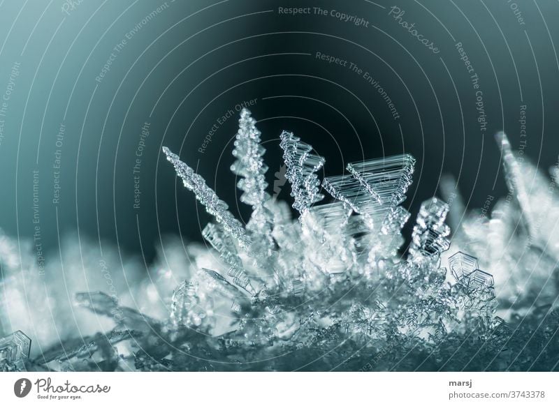 The wonderful variety in the magic world of ice crystals Work of art Crystal Transience Nature Creativity Hope Delicate Fragile Translucent Fine