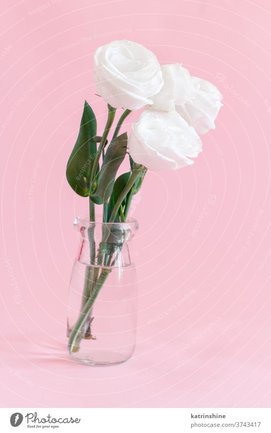 White flower in a glass jar rose white water romantic pink light pink pastel soft color close up concept creative day decor decoration design floral holiday