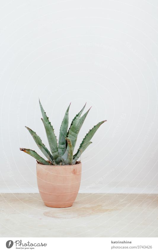 A green agave plant in a ceramic pot near a wall italy copy space Outdoors Natural White Nobody Summer Rustic Botany Green Succulent Agave Potted Vase