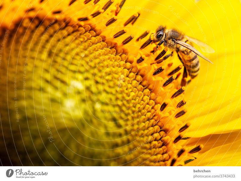 bee Nectar Honey Pollen Animal Sunflower Close-up Meadow pretty Landscape Garden Bumble bee Bee Flying Grand piano Blossom leave Environment Warmth pollen