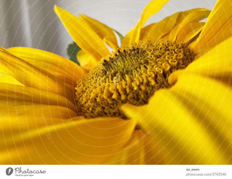 sunflower Sunflower Yellow Summer luminescent flowers Plant bleed Nature Close-up Colour photo Exterior shot Macro (Extreme close-up) Garden Day Deserted flaked