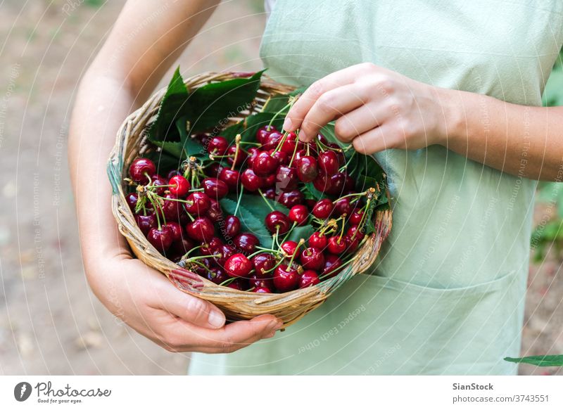 young woman on the graden hold a basket with cheries. cherry juicy healthy food hand apron organic ripe vegetarian agriculture fruit fresh girl nature natural