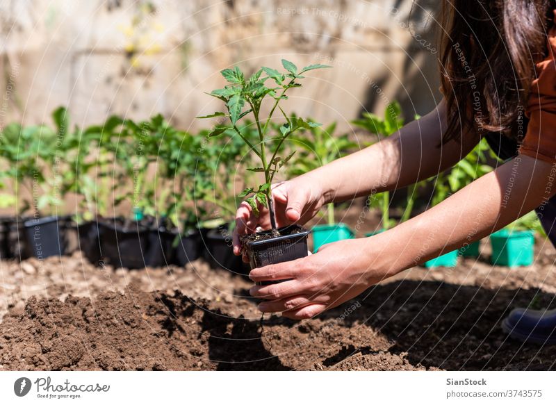 Woman planting young tomatoes plant at the garden. growth earth dirt nature sprout green hand farming spring hands agriculture soil gardening closeup seedling