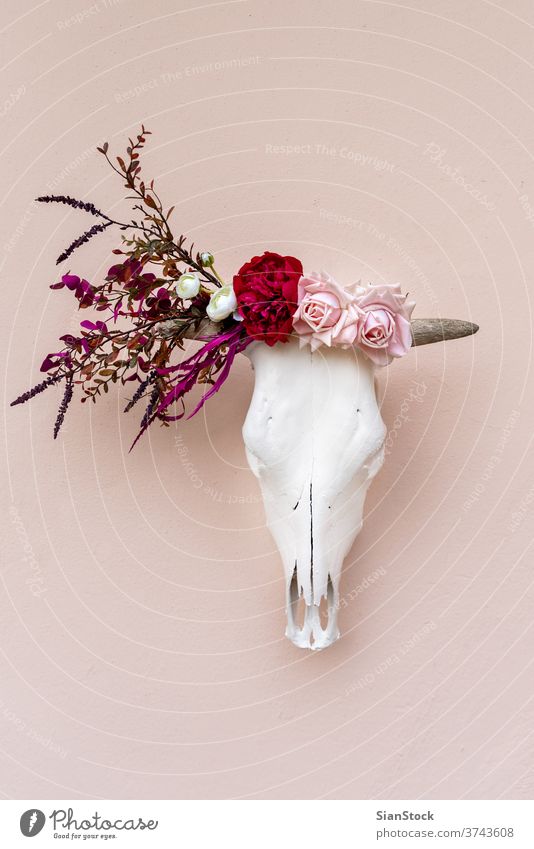 White cow skull decorated with flowers before after before and after head bull art buffalo sculpture bone death animal background horn elegant wild dead