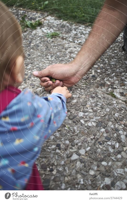 Little child discovers frog in daddy's hand Frog Child Infancy Discover see Curiosity by hand Protect covert To hold on Exterior shot Playing Human being Animal