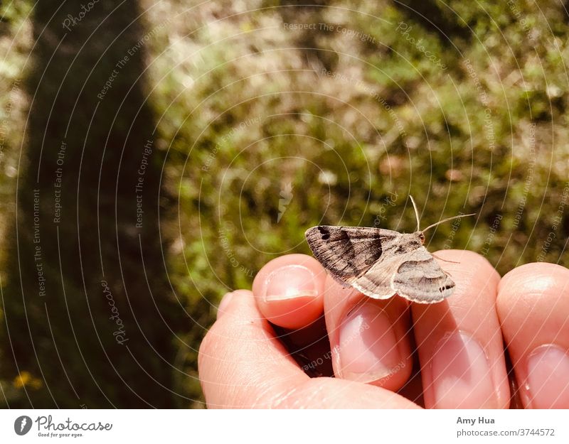 Moth friend Butterfly Insect Animal Close-up Hand Nature Summer Grass Colour photo