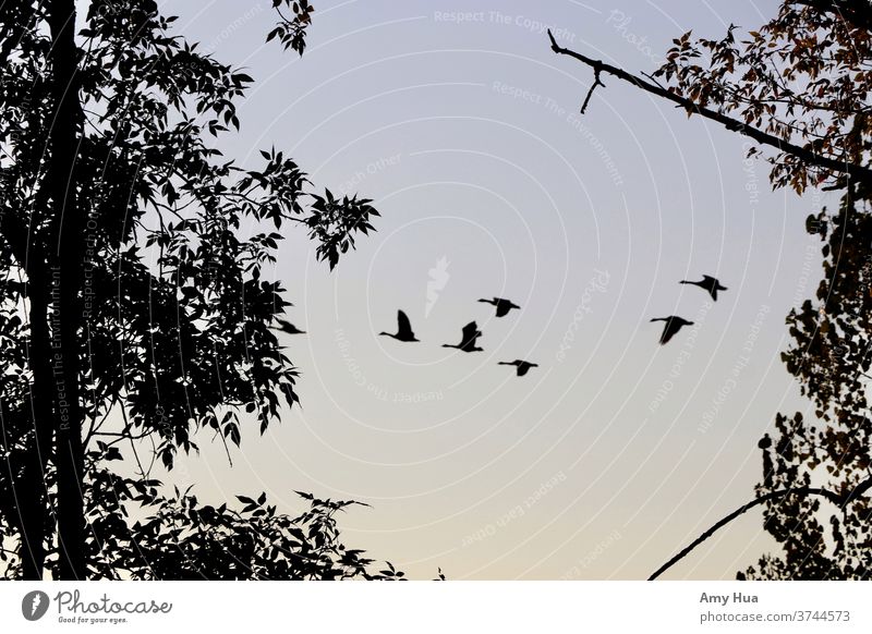 Flying Canadian geese silhouettes goose dawn migration Animal Nature Bird Wild animal Flock Sky Colour photo Canadian goose