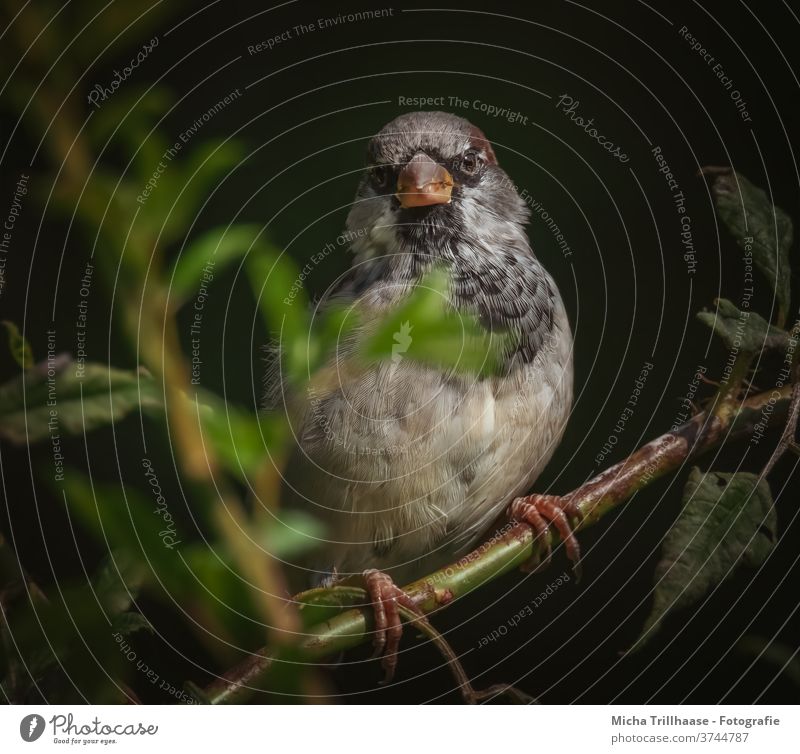 Sparrow in the twilight passer domesticus Animal face Head Beak Eyes Grand piano Feather Claw birds Wild animal Twigs and branches flaked bushes Nature Sun