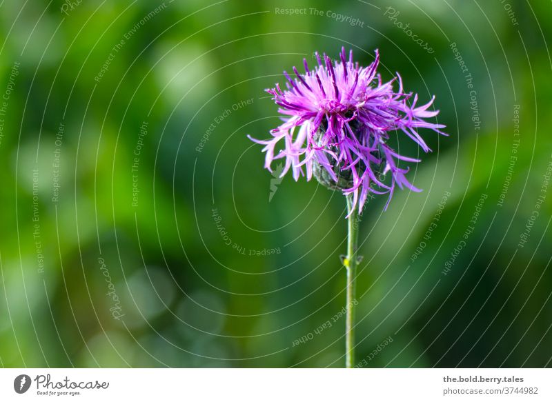 meadow flake flower, flower in purple flowers pink green Plant bleed Blossoming Close-up Nature Colour photo Summer already Garden Deserted