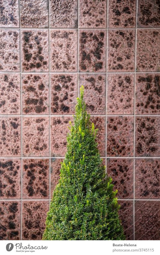 Beauty in the eye of the beholder | Is there really no accounting for taste? Beauty & Beauty flavor quarrel Wall surface tiles little trees matter of taste