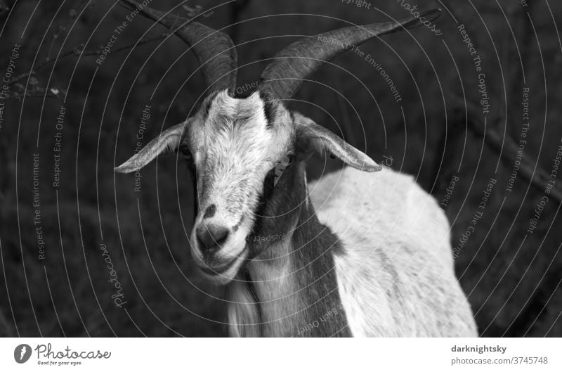 Portrait of a billy goat on a pasture Meadow Exterior shot Nature Animal Willow tree Muzzle country ears Farm horns Wild portrait Obstinate sovereign Pelt Head