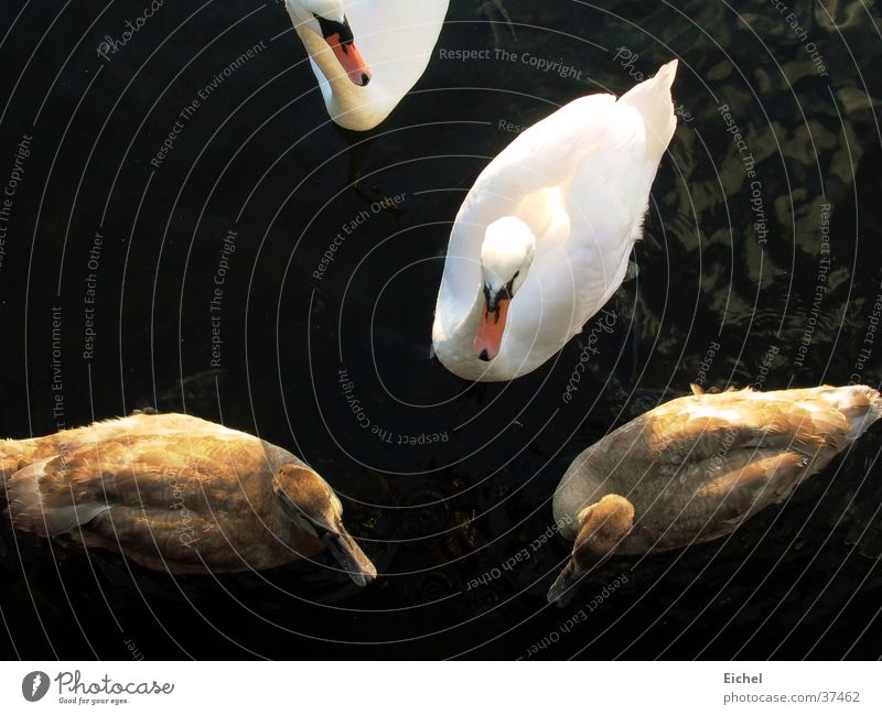 swan generation Swan Lake Accumulation Assembly Water Bird's-eye view