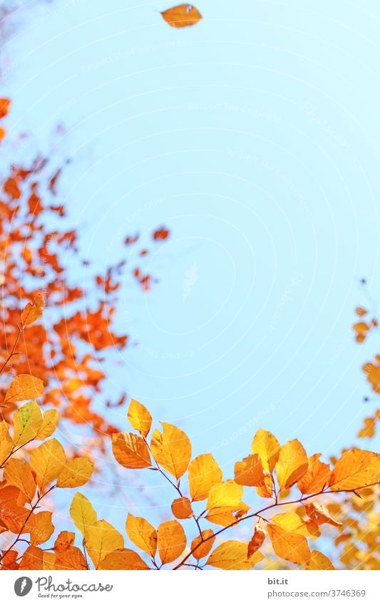Colourful autumn leaves, against a blue sky. Autumn Autumnal Autumn leaves Autumnal colours Sky Horizon Blue Yellow Orange Indian Summer Indian summer Leaf