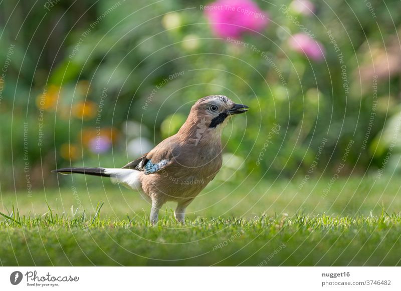 Jay in the garden birds Animal Exterior shot Colour photo Wild animal 1 Nature Day Deserted Animal portrait Grand piano Shallow depth of field Animal face