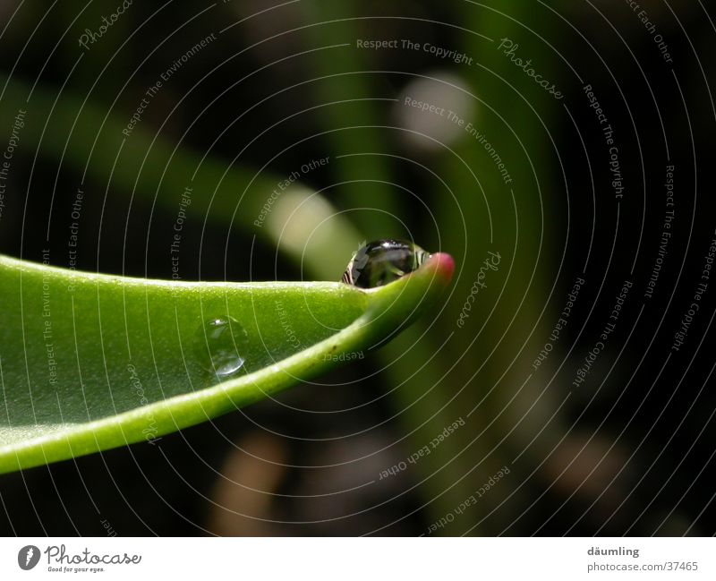 balance Calm Drops of water leaf tip Macro (Extreme close-up) rain end tulip leaf