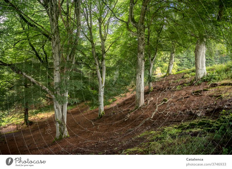 Beech forest on a slope Nature flora Plant Tree Forest Beech tree foliage Woodground Summer Beautiful weather Green Brown White Environment