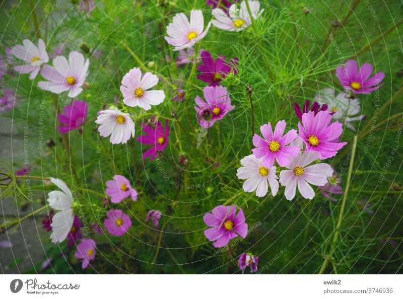 Landscape in three colours Summer Blossom leave bleed bushes flowers Meadow Bright Cosmos Sky Flower meadow natural Together green Idyll Hope Fresh purple