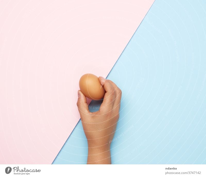 female hand holding a whole brown chicken egg food organic groceries blue pink protein fresh healthy meal nature ingredient raw eggshell background easter