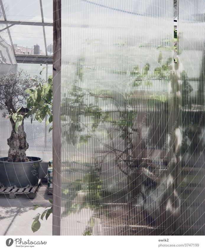 At Gärtners Pane textured glass blurriness Glass leaves Market garden Structures and shapes Transparent Horticulture Glass wall Window daylight Still Life