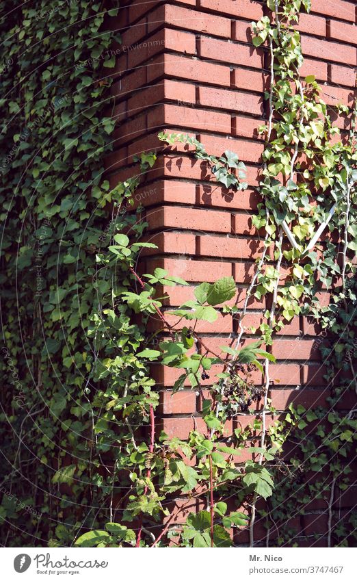 Ivy growing up on a building Plant green flaked Nature Tendril Overgrown Creeper Growth Facade Wall (barrier) Wall (building) House (Residential Structure)