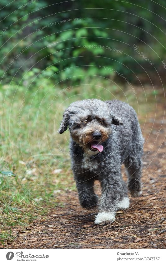 Lotte is worried Dog Pet Mammal curly fur Curl show tongue Cute Colour photo Tongue Animal Exterior shot Animal portrait Looking Nature Day 1 Brown Gray green