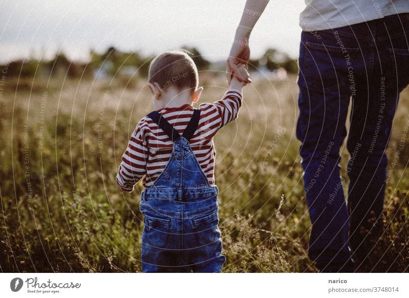 Toddler walks through the high grass by the hand of the father Child Boy (child) Colour photo Exterior shot Infancy 1 - 3 years hold hands To go for a walk