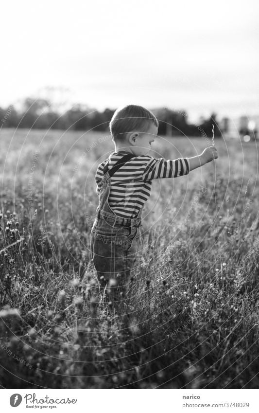 Boy stands in a meadow and pulls a blade of grass Child Infancy Boy (child) Exterior shot Playing Toddler Nature Shallow depth of field Human being Life
