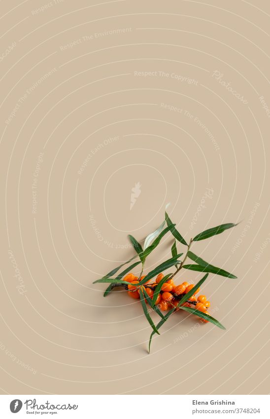 Ripe sea buckthorn berries on a beige background. Autumn natural background. Flat lay. seabuckthorn branch vertical orange berry autumn copy space raw vitamin