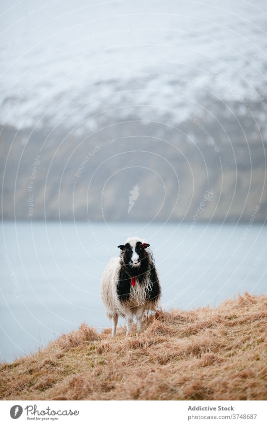 Calm sheep on hill on Faroe Islands mountain highland calm domestic animal relax cold winter season faroe islands lying ground frost frozen scenic snow nature