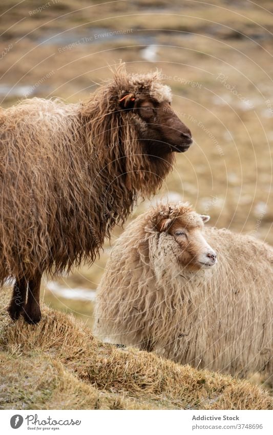 Fluffy sheep on hill on Faroe Islands graze mountain pasture together domestic animal autumn mammal faroe islands countryside meadow environment fur wet rural