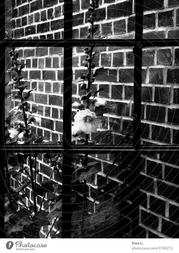 Black and white hollyhocks bloom behind an old window and in front of a brick wall. flowers Summer Garden Blossoming bleed Plant House (Residential Structure)