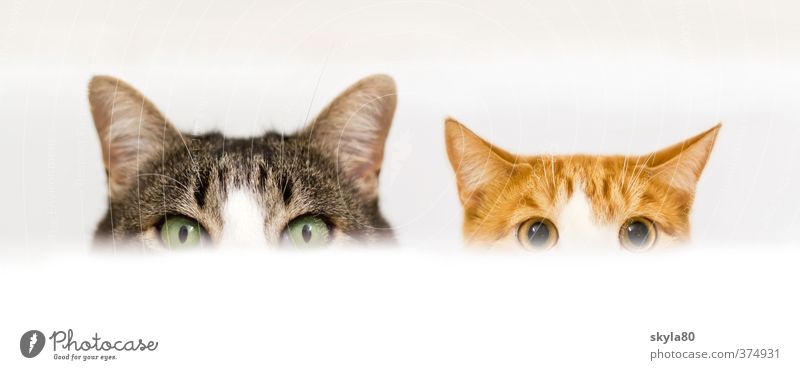double pack Domestic cat Cat Looking Watchfulness Bathtub Hide Playing Joy Funny Edge of a plate Aggressive Pet Animal face already Cute Division