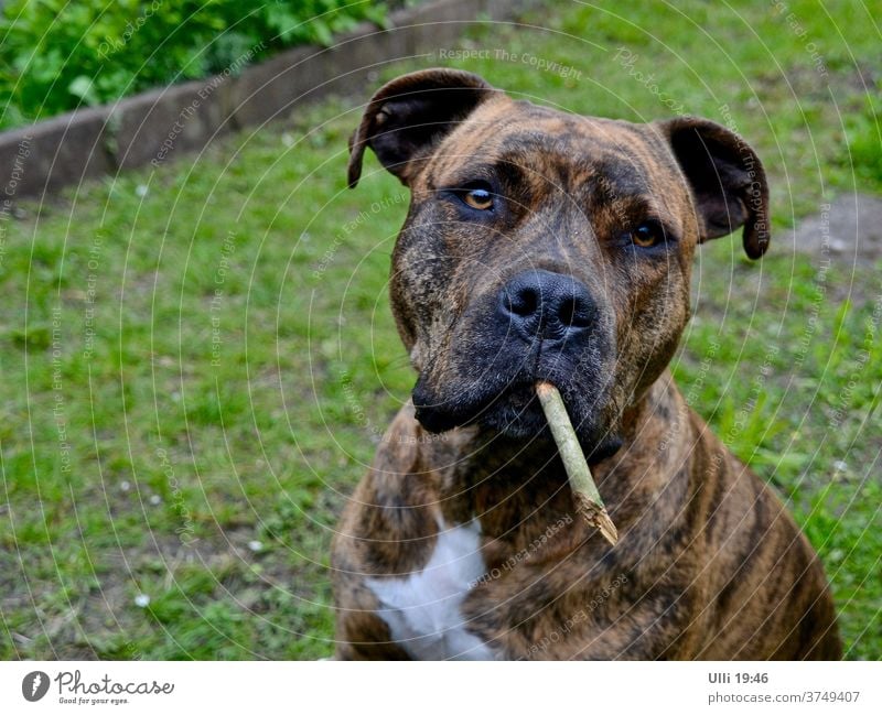 Dog nibbles on a branch. Has nothing else...... Puppydog eyes Garden Animal portrait Dog's snout Exterior shot Pet Animal face Snout Dog's head Cute Looking