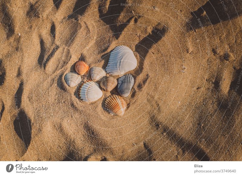 A heart of shells in the sand on the beach by the sea on holiday. seashells Heart relaxation Sand Beach Ocean Relaxation Summer Summer vacation Sandy beach