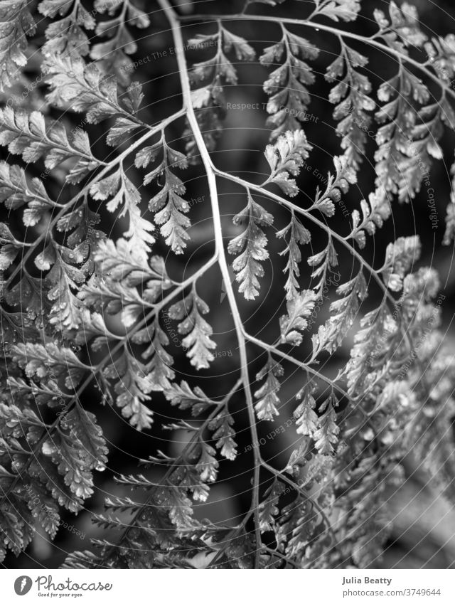 fern frond against blurred background black and white Fern Fern leaf ferns bokeh bokeh lights Nature Plant Foliage plant Shallow depth of field Environment Leaf