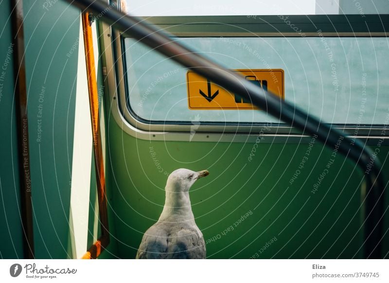 A seagull on a journey Seagull travel Train Ferry Animal Bird Freedom inquisitorial on travel surreal Whimsical Vacation & Travel vaporetto Venice Water