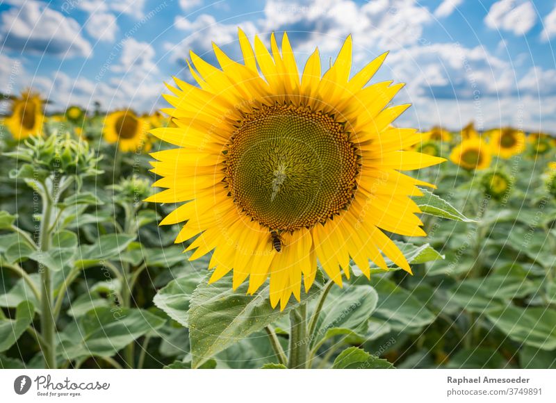 Sunflower field under cloudy sky on summer day sunflower yellow blue clouds nature bee agriculture background beautiful beauty blossom botanic botany bright