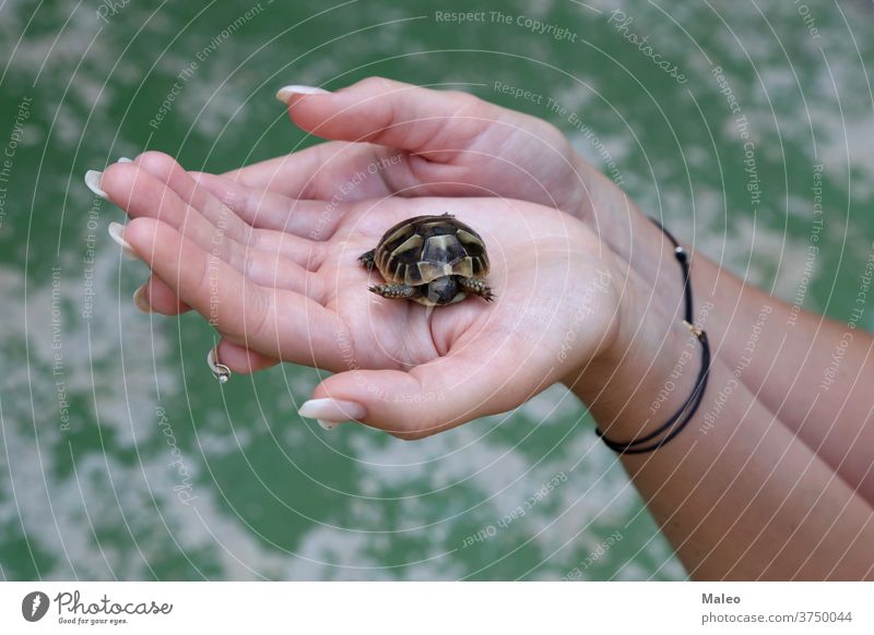 The little turtle is held in the palms animal australia baby bundaberg care Caretta close-up conservation cute east coast endangered species environment gray