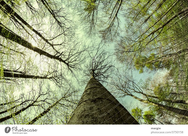 dynamic | trees to the sky Forest Forest walk trees forest Branches and twigs Sky Tall leaves Leaf canopy huge May Green Sustainability Agricultural crop