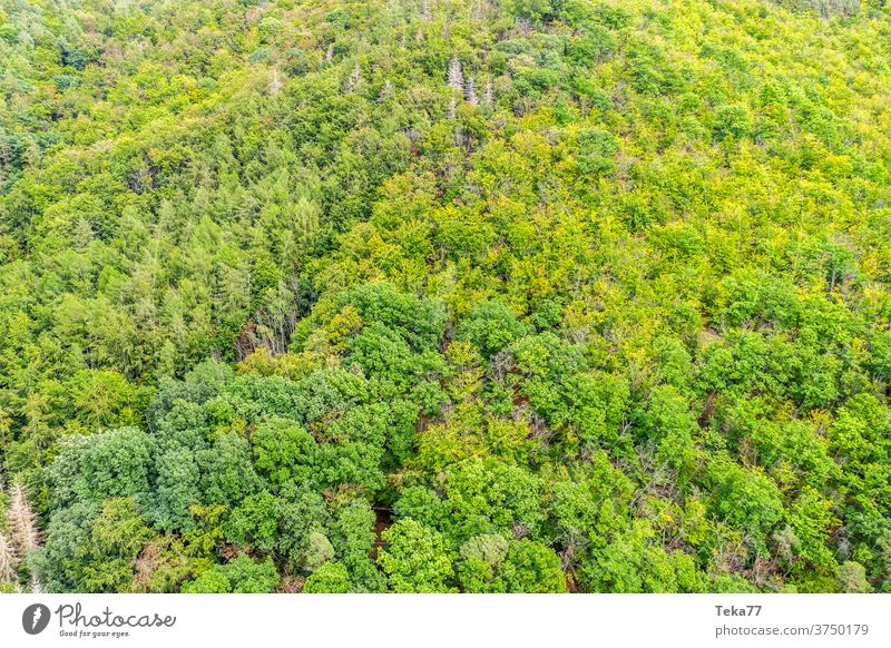 Mixed forest from above Forest forest soils Nature Deciduous tree Deciduous forest Sun