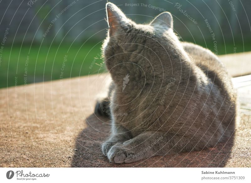 cat's life Cat from behind One animal pets feline Pelt Copy Space Outdoors Garden Gray Back-light Cat lover Animal Love of animals