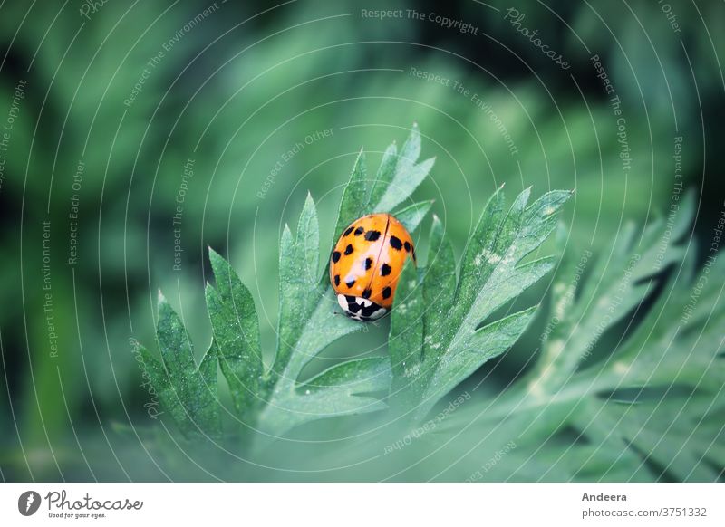 Small red beetle on green leaf Beetle Nature Environment Sustainability Insect flaked Garden out Point Animal fauna flora figures Ladybird Red Exterior shot